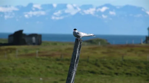 Arctic tern sitting on a post ocean snowy mountains background Flatey Iceland Stock Footage 65819960