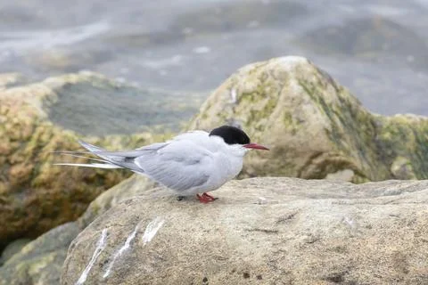Arctic tern stand on the stone. Close up Photos
