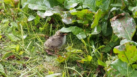 Arctic Tern (Sterna Paradisaea) and chick Stock Footage 111264773