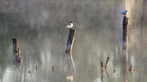 Arctic tern, sterna paradisaea bird sitting on pole and singing. Czech wildli Stock Footage 308071380
