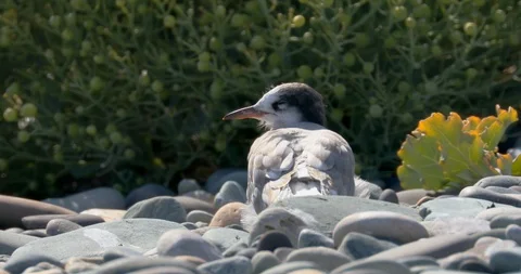 Arctic Tern (Sterna paradisaea) fledgling at a breeding colony. North Wales. Stock Footage 111995073
