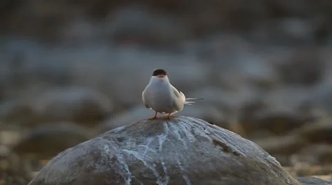 Arctic Tern (Sterna paradisaea) Stock Footage 11009175