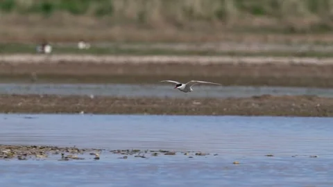 Arctic tern (Sterna paradisaea) Stock Footage 194571111