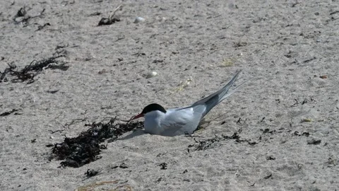 Arctic Tern (Sterna Paradisaea) with nest on the beach, Inner Farne,  Farne Isl Stock Footage 150746156