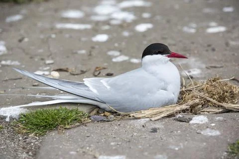 An Arctic Tern, Sterna paradisaea nesting on the Farne Islands, Northumberlan Stock Photos