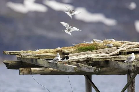 Arctic tern Sterna paradisaea pair in flight above a breeding platform Varanger Fotos Stock