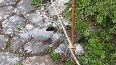 Arctic Tern (Sterna Paradisaea) Parent feeding a chick through wire fence Stock Footage 111265789