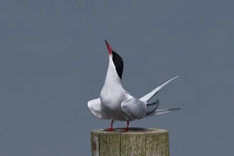 Arctic tern (Sterna paradisaea) Stock Photos
