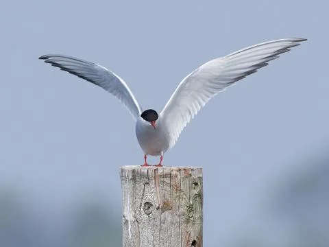 Arctic tern (Sterna paradisaea) Stock Photos