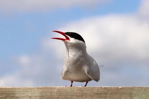 Arctic tern - Sterna paradisaea Foto stock