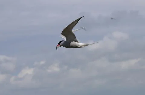 Arctic tern - Sterna paradisaea Stock-Fotos