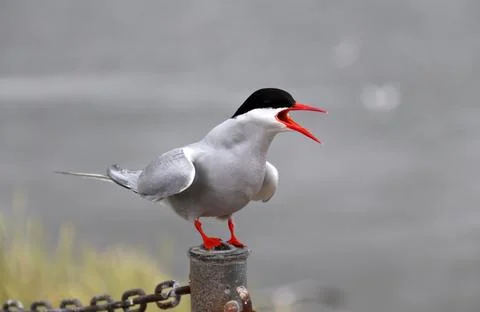 Arctic tern - Sterna paradisaea Stock-Fotos
