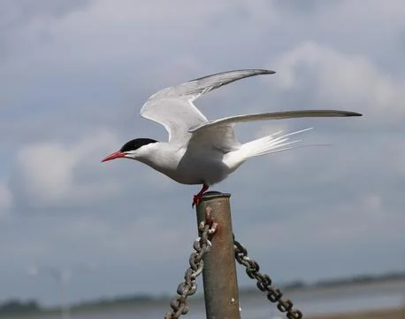 Arctic tern - Sterna paradisaea Stock-Fotos