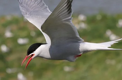 Arctic tern - Sterna paradisaea Stock-Fotos