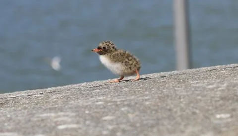 Arctic tern - Sterna paradisaea Foto stock