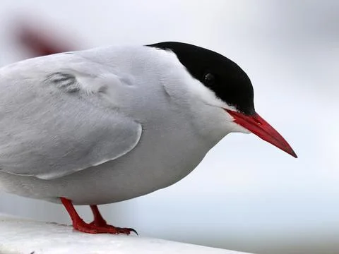 Arctic tern - Sterna paradisaea Stock Photos