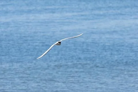 Arctic tern, Sterna paradisaea Stock Photos