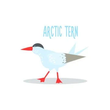 Arctic Tern Vector Illustration Stock Illustration