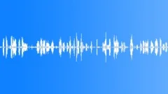 Arctic Terns Calling by the SeaSound Effect