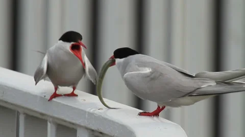 Arctic terns Stock Footage 31446509