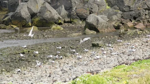 Arctic Terns Landing on a Rocky Beach in Iceland 4K Wildlife Footage Stockbeeldmateriaal 339792383