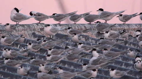 Arctic Terns Sterna paradisaea FLOCK BIRDS Stock Footage 41739916