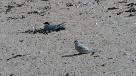 Arctic Terns (Sterna Paradisaea) with nest on the beach,  Farne Island Stock Footage 90996967