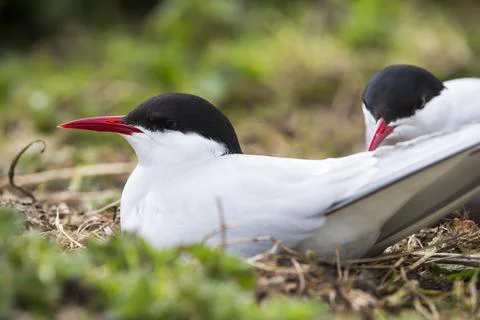 Arctic Terns, Sterna paradisaea nesting on the Farne Islands, Northumberland, Stock Photos