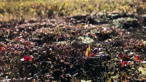 Arctic tundra berries Stock Footage 79613549