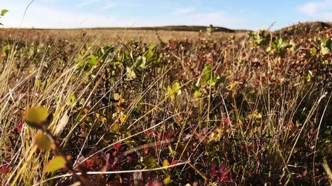 Arctic tundra landscape Stock Footage 79613768