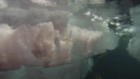 Arctic Under-Ice Algae Growth (HD, 24fps) 스톡 동영상 326951815