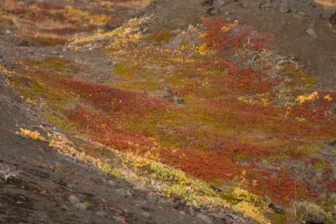 Arctic vegetation Stock Photos