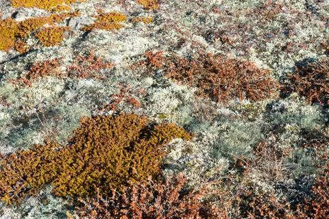 Arctic vegetation Stock Photos