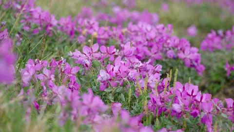 Arctic Vegetation Shift, Dense Cluster of Purple Tundra Flowers, Baffin Island Stock Footage 340542179