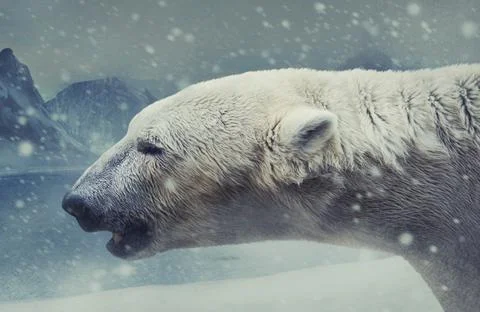 Arctic white bear. Stock Photos