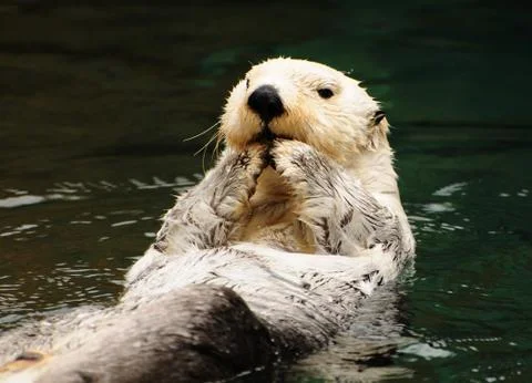 Arctic white otter Stock Photos