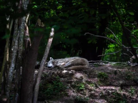 Arctic white wolf sleeping in the forest, natural forest background Stock Photos