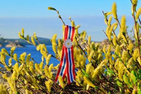 Arctic willow Stock Photos