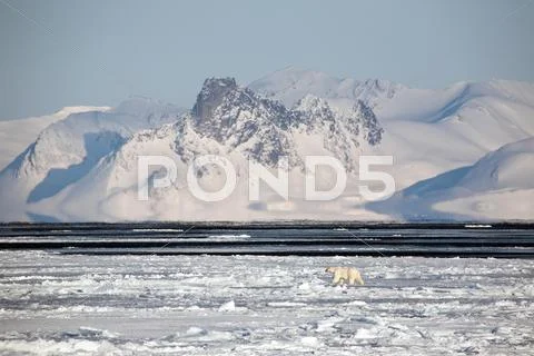 Arctic winter landscape with polar bear on the frozen fiord Stock-Fotos