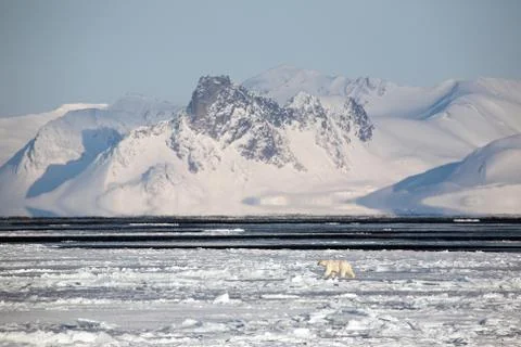 Arctic winter landscape with polar bear on the frozen fiord Stock Photos