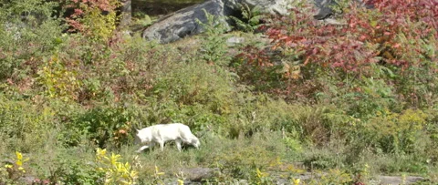 Arctic wolf in an autumn forest scene Stock Footage 140266573