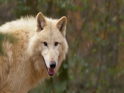 Arctic wolf (Canis lupus arctos) Stock Footage 82047558