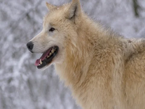 Arctic wolf (Canis lupus arctos) in winter Stock-Footage 85005087