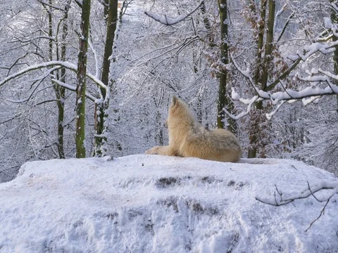 Arctic wolf (Canis lupus arctos) in winter 스톡 동영상 85005925