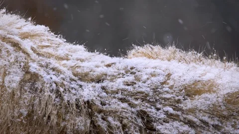 Arctic wolf (Canis lupus arctos) fur in snowfall Video stock 101561052