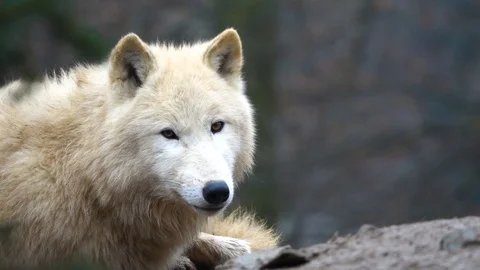 The Arctic wolf (Canis lupus arctos) slow motion Stock Footage 122686355