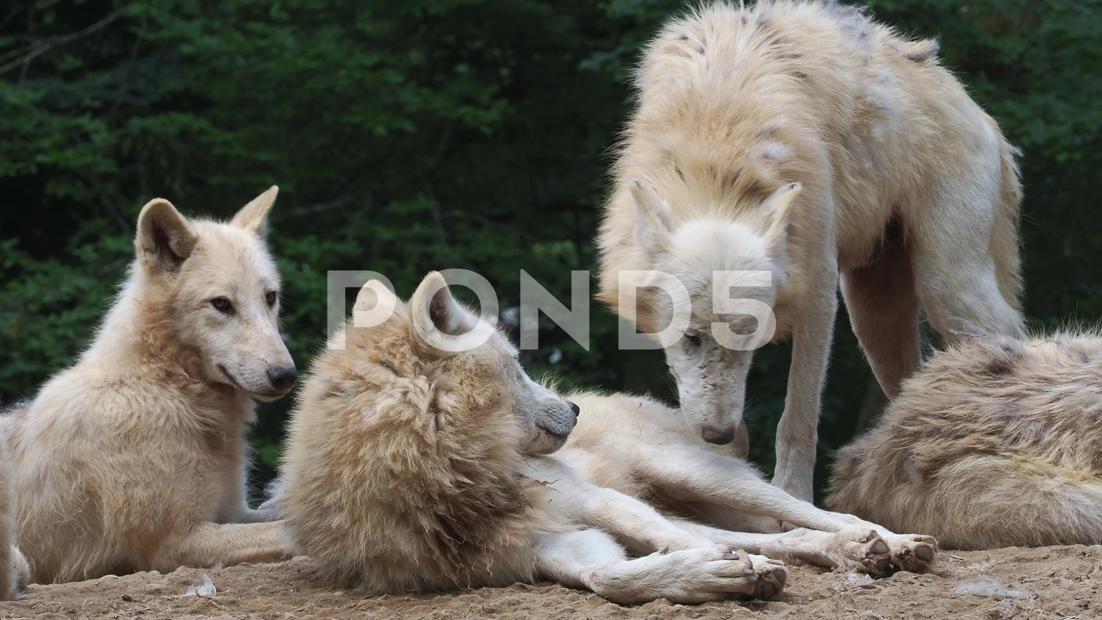 baby arctic wolf with mom