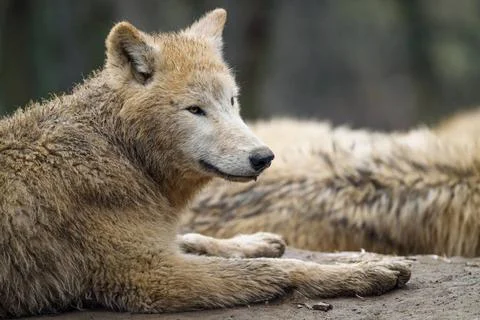 Arctic wolf (Canis lupus arctos), also known as the white wolf or polar wo... Stock Photos