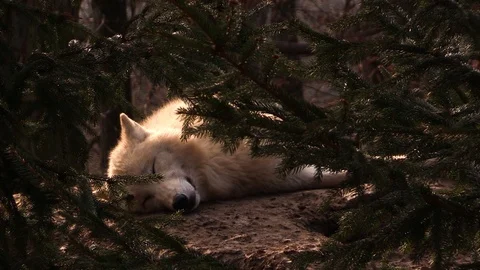Arctic wolf (Canis lupus) sleeping in the evening in zoo Stock Footage 87824019
