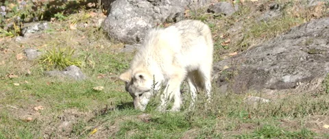 Arctic wolf close up sniffing grass summer terrain Stock Footage 140266496